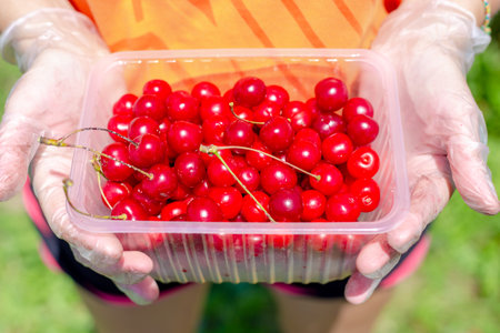 A container with ripe red cherries in the gardeners hands. Harvesting berries on a summer day.の写真素材
