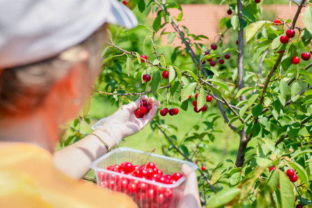 The gardener picks a ripe red cherry from a tree and puts it in a container. Harvesting berries on a summer day.の写真素材