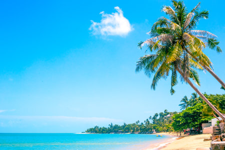tropical seascape. Tall palm trees lean over the blue sea with a sandy beach. Travel and tourism.