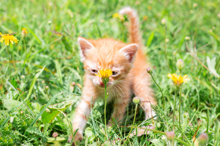 A small red kitten in the green grass sniffs a dandelion. Cute pets.の写真素材