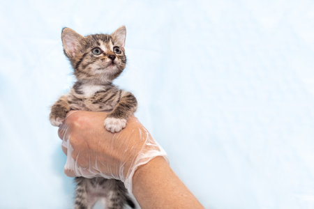 A small gray kitten in the hands of a veterinarian on examination, on a blue background with copy space. Health of small pets.の写真素材