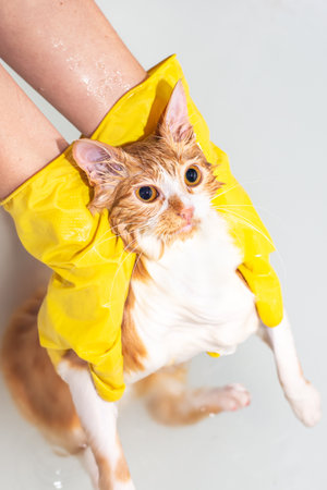 The pet owner bathes her cat. Hands in yellow gloves hold a red cat in the water.
