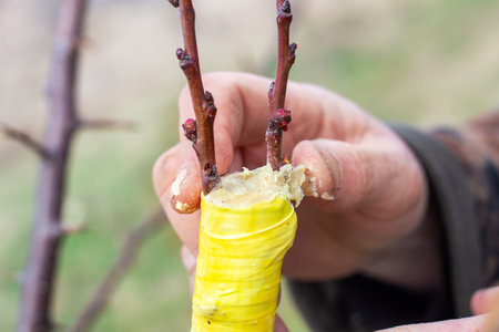 the gardener makes the grafting of a fruit tree by the splitting method. A man covers a cut of a branch with garden putty.の写真素材