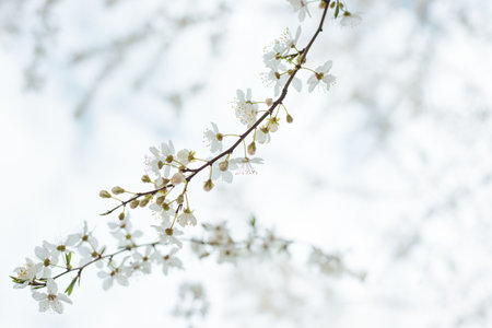 A delicate tree branch blooming with white flowers on a light background with a place for text. Spring floral background.の写真素材