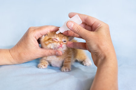 veterinarian puts eye drops into the eyes of a small ginger kitten. Treatment of animals.の写真素材
