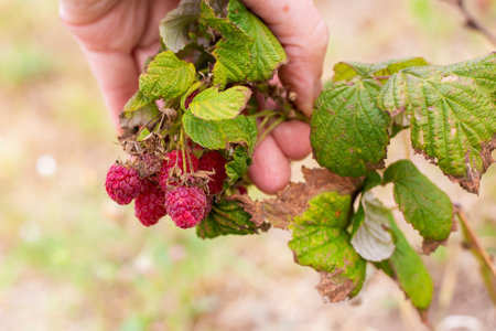 A gardener examines red ripe raspberries on a bush. Harvesting berries.