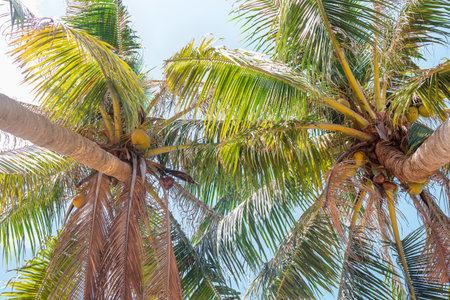 Two palm trees with fluffy tops against the sky, view from below. Travel and tourism.