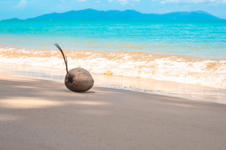 Sprouted coconut on the sand on the seashore at a tropical resort. Travel and tourism. Bright screensaver, wallpaper.の写真素材