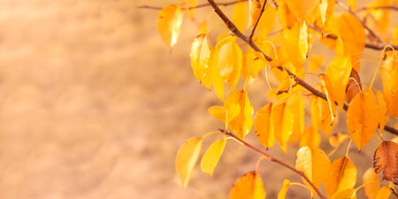 Autumn background with copy space, banner. Yellow leaves on tree branches, soft focus.