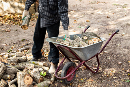 a man puts the harvested firewood into a garden wheelbarrow for transportation to the woodpile.の写真素材