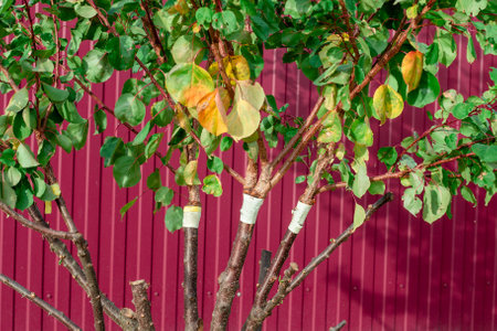 Apricot fruit tree near the fence with developed new branches after grafting. Growing and selection...
