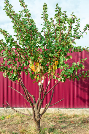 Fruit Tree with summer large growth of apricot scion grafting. Growing fruits by grafting.の写真素材