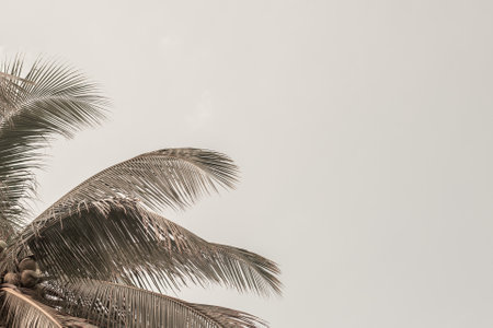 Coconut tree leaves with space for text, neutral template.