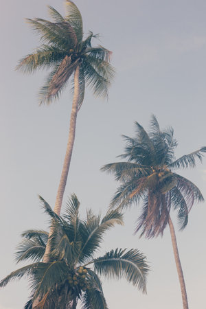 Three palm trees against the sky, vertical background.