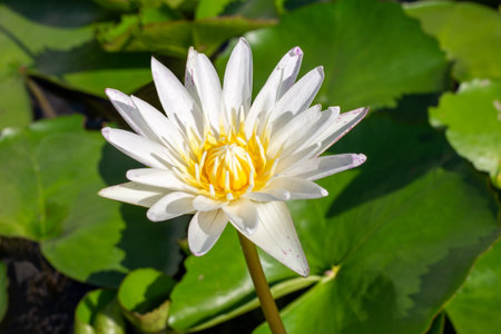 White lotus flower with green leaves on a pond, close-up.の写真素材