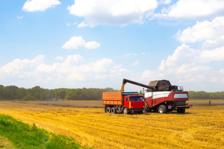 A combine harvester in a wheat field loads grain into a grain truck. Grain harvest.の写真素材