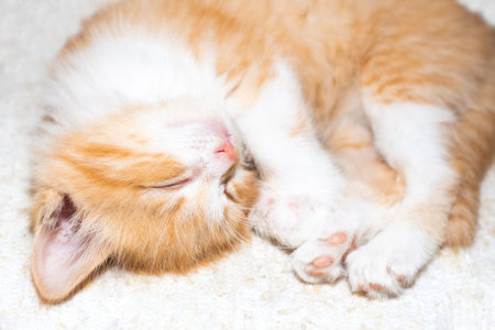 a small red kitten curled up in a ball and sleeps on the rug. Healthy babies.の写真素材