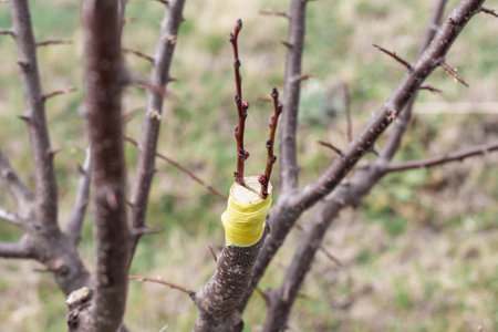 Grafting a fruit tree using the split method. Gardening work in spring.の写真素材
