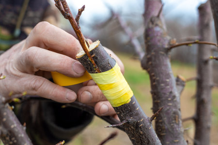gardener grafts the fruit tree using the split method, securing the young shoots with tape.の写真素材