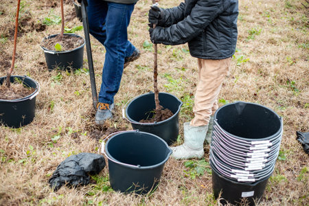 Father and son plant young fruit trees in growing containers. Planting a nursery of seedlings on a rural field. Family business.の写真素材
