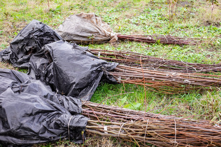 fruit tree seedlings tied and packed in bags were brought to the garden for planting at the nursery.
