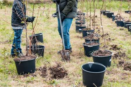 Planting seedlings. a man and an assistant bury the roots of young fruit trees in containers in a garden nursery.の写真素材