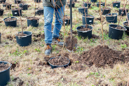 man plants a container with a fruit tree in the ground. Growing a garden nursery.