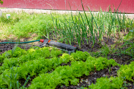 Automatic watering of vegetable beds in the garden. Irrigation system, sprinkler.