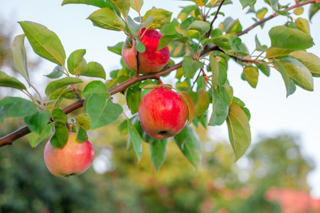 Apple tree branch with ripe red apples. Growing fruits in the garden.