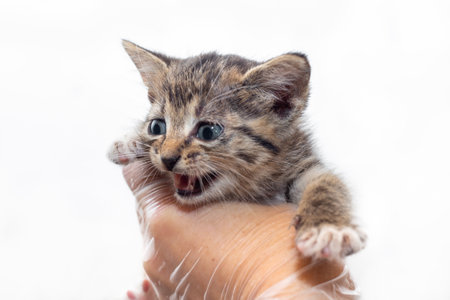 Frightened gray kitten in the hands of a veterinarian. Animal inspection.の写真素材