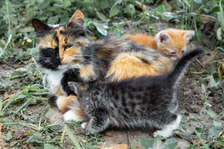 little kittens rub against their mother cat on the green lawn. Cheerful family of cats.の写真素材