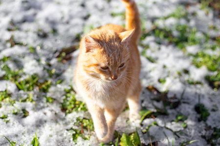 A ginger kitten runs through the melting snow on the lawn. The arrival of spring.の写真素材