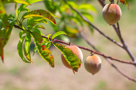 Young peaches growing on a diseased tree. Treatment for diseases and parasites and care for fruit trees