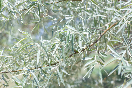 Silver oleaster is a plant with long narrow leaves. Decorative tree, close-up of foliage.