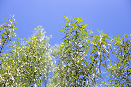 Eleven silver plant with long narrow leaves against a blue sky. Decorative bush.