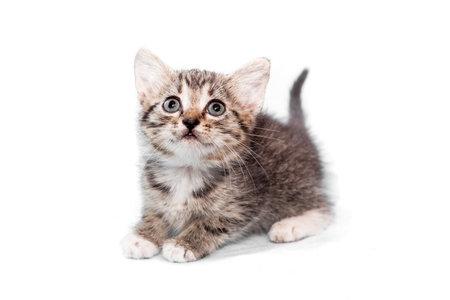 gray frightened little kitten on a white background. Cute pets.の写真素材