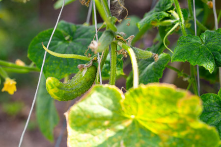 Diseases of cucumbers. Wrinkled, hook-shaped, diseased cucumber fruits grow on a branch. Spraying plants against diseases and parasites.の写真素材
