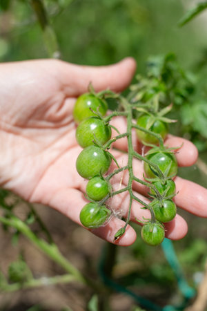 a twig with small green cherry tomatoes in a gardener's hand. Growing vegetables in the garden.の写真素材
