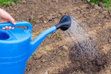 A gardener waters a bed of vegetable seedlings from a watering can. Growing and watering plants in the garden.の写真素材