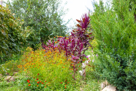 Flowers and ornamental plants in the garden. Red vegetable amaranth and yellow flowering cosmids next to juniper.の写真素材