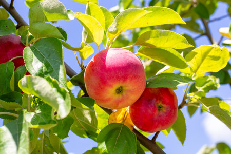 Red ripe apples hang on a branch on a summer sunny day. Growing fruits, harvesting.