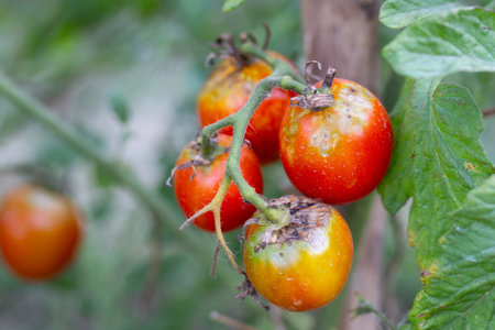 Sick, spoiled tomatoes with spots grow on the bush. Vegetables affected by late blight.の写真素材