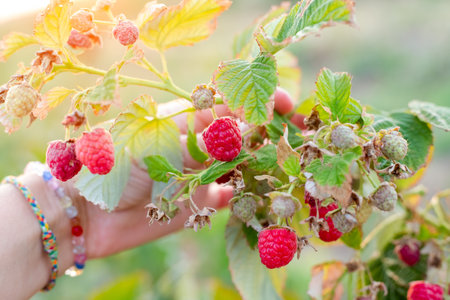 A woman examines the fruits of ripe Maravilla raspberries on a bush. Large varieties of raspberries...