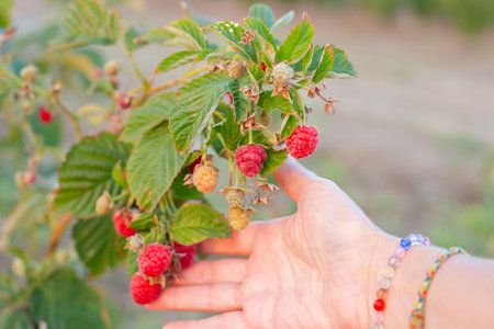 ripe raspberries of the Maravilla variety in a woman hand. Large varieties of raspberries grow on...