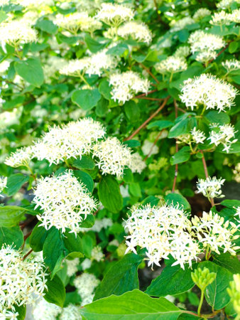 white elderberry flowers bloomed on a bush in spring. Beautiful vertical nature background.の写真素材