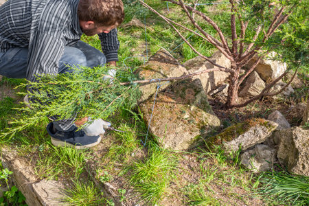 Formation of nivaki from Cossack juniper in spring. After pruning the tree, the gardener fixes the...