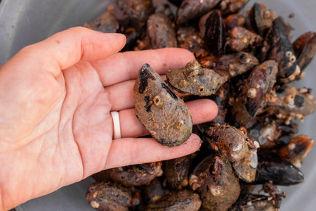 sea mussels in a shell, in a woman's hand, extracted from sea stones. Seafood.