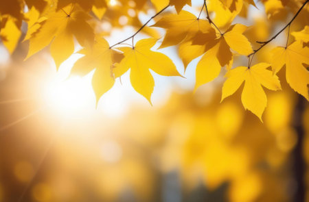 Yellow maple leaves on a tree on an autumn sunny day. Soft warm autumn background, copy space.の素材