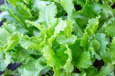 Green lettuce leaves in the garden after the rain. Growing fresh herbs and vegetables in the garden.