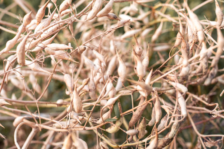 Dried radish seed pods on branches. Growing radishes from your own seeds.の写真素材